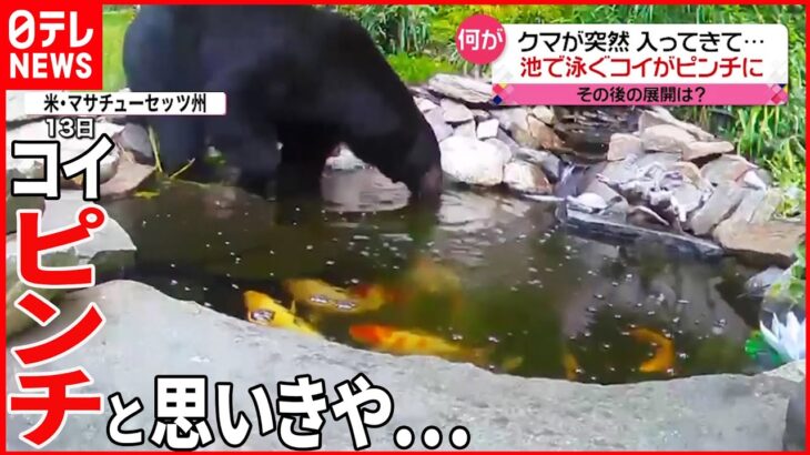 【意外な展開】クマが突然入ってきて…池で泳ぐコイがピンチ？