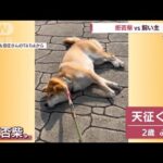 散歩中にゴロン… “拒否柴”に飼い主さんも負けません！(2022年7月15日)