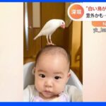 白い鳥が赤ちゃんの頭で“求愛ダンス”ピョンピョン 誰に？鳥類学者の見立てが意外かも…｜TBS NEWS DIG