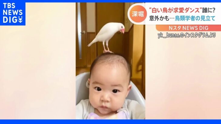 白い鳥が赤ちゃんの頭で“求愛ダンス”ピョンピョン 誰に？鳥類学者の見立てが意外かも…｜TBS NEWS DIG