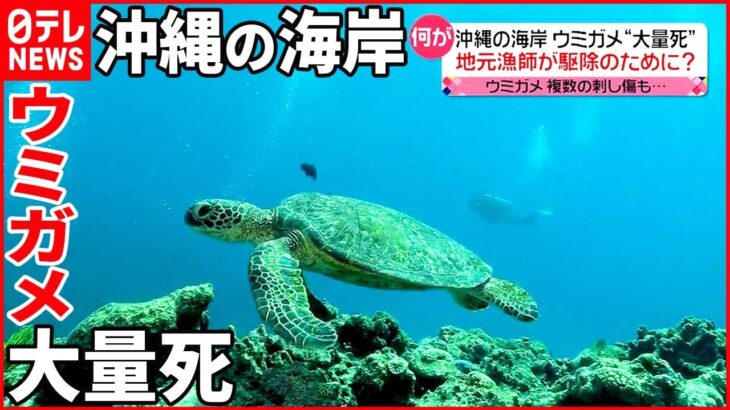 【絶滅危惧種】数十匹のウミガメが“死亡“ 首元に刺し傷も…