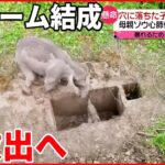 【タイ】穴に落ちた子ゾウを救出へ 暴れる母親は“麻酔”で気絶させ…