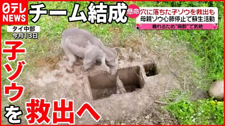【タイ】穴に落ちた子ゾウを救出へ 暴れる母親は“麻酔”で気絶させ…