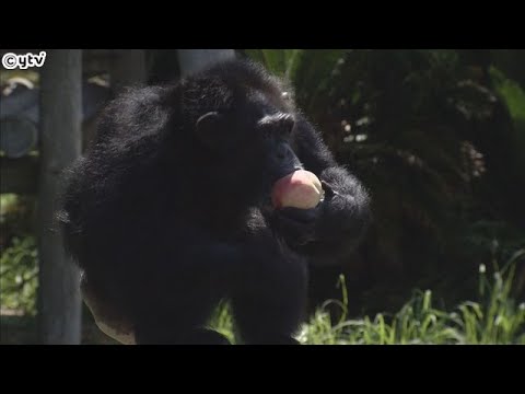 動物たちに暑中見舞い　紀の川市が桃プレゼント　アドベンチャーワールド