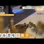 祇園祭に「珍客」…カルガモ親子に警察官タジタジ(2022年7月18日)