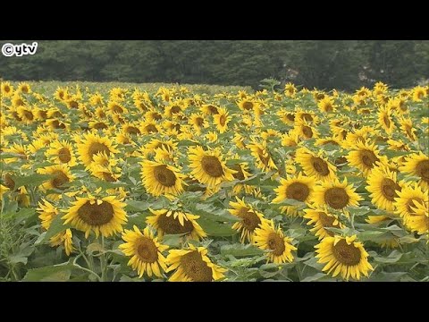 ひまわりが見ごろ　兵庫・佐用町　時期をずらして約６９万本　７月初めころに一気に咲き始める