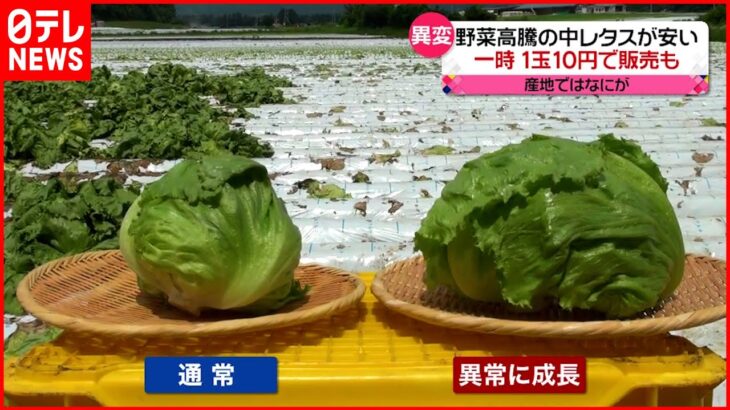 【異変】「成長しすぎたレタス」産地では破棄も…有効活用に向けた取り組みとは？