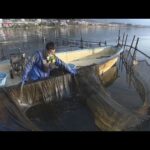 琵琶湖地域の伝統的な漁業などが評価　「世界農業遺産」に琵琶湖地域が認定　近畿で２例目