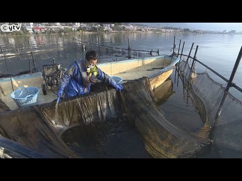 琵琶湖地域の伝統的な漁業などが評価　「世界農業遺産」に琵琶湖地域が認定　近畿で２例目