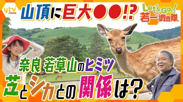 【若一調査隊】奈良のシンボル若草山の知られざる秘密に迫る！山を覆う芝と鹿との関係は!?山頂にある巨大な〇〇とは!?