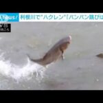 大型魚“ハクレン”の集団が豪快ジャンプ　利根川(2022年7月20日)
