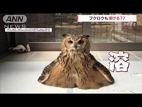 暑いとフクロウも溶ける？　いいえ！日向ぼっこです(2022年7月21日)