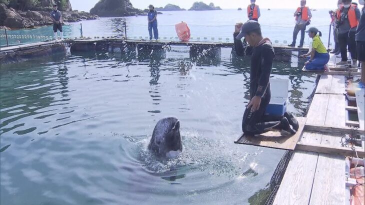 「くじらに出会える海水浴場」クジラ２頭が引っ越し　和歌山・太地町　８月１６日まで