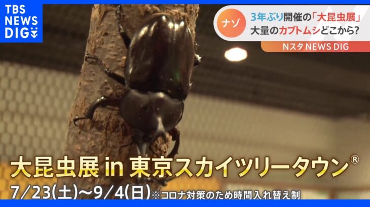 「カブトムシはエンターテイナー」行列必至！夏の人気イベント「大昆虫展」が3年ぶりに復活　その舞台裏に潜入取材｜TBS NEWS DIG