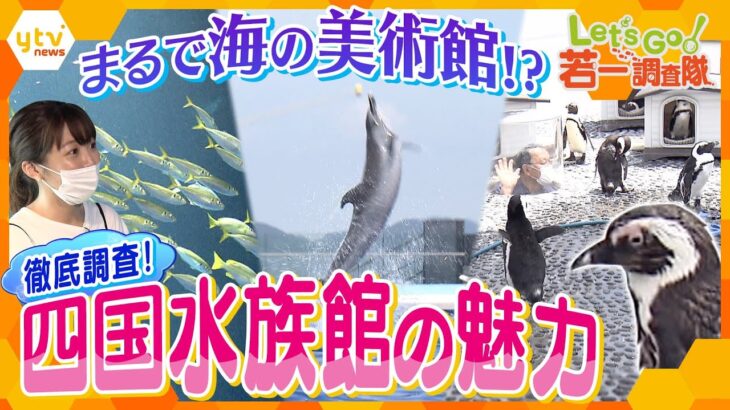 【若一調査隊】瀬戸内海望む『四国水族館』！四国の水景がまるで絵画のように!?海や川の生き物を間近に楽しめる“次世代型”水族館を徹底調査！