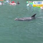 『くじらに会って一緒に泳げる海水浴場』体長約３ｍハナゴンドウ　くじら浜海水浴場（2022年7月22日）