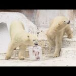 【天王寺動物園】ホッキョクグマ親子の「イッちゃん」と「ホウちゃん」に氷柱のプレゼント！