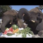 アフリカゾウ３頭に涼呼ぶ「冷たいプレゼント」で食欲“ゾウ進”　和歌山・アドベンチャーワールド