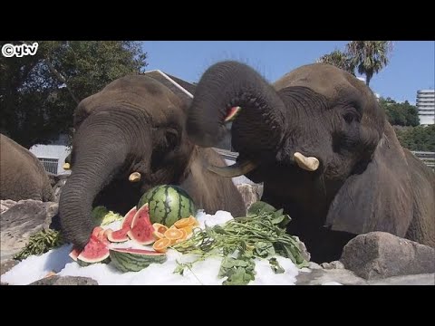 アフリカゾウ３頭に涼呼ぶ「冷たいプレゼント」で食欲“ゾウ進”　和歌山・アドベンチャーワールド