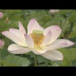 兵庫・姫路市「夢前蓮の花苑」　ハスの花が見ごろを迎える　今月末まで色鮮やかな姿が楽しめる