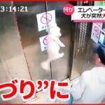 【まさか】エレベーターで犬が突然“宙づり”に リードがドアに挟まる
