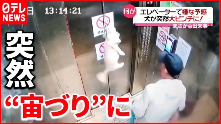【まさか】エレベーターで犬が突然“宙づり”に リードがドアに挟まる