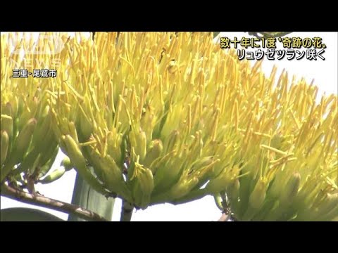 “奇跡の花”リュウゼツラン　22年ぶり黄色い花咲く(2022年7月30日)