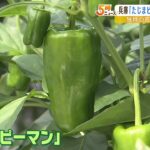 「苦みも少なく食べやすい」特産の「たじまピーマン」寒暖差が大きく栽培に適した産地（2022年7月25日）