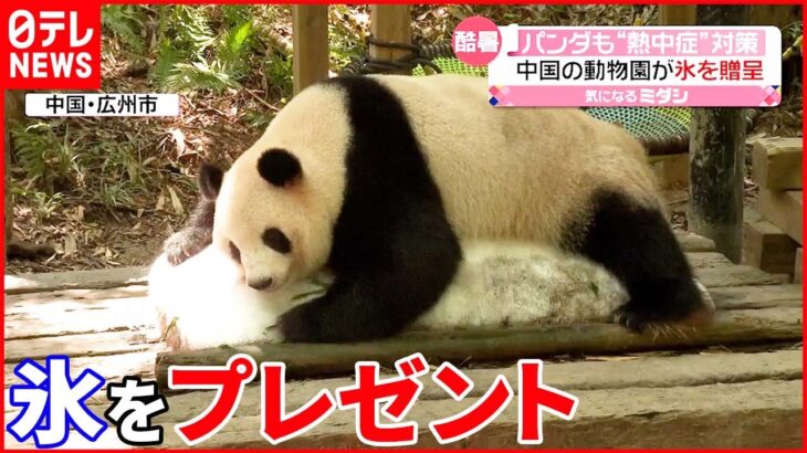 【中国】パンダに氷 動物園の“夏バテ”対策