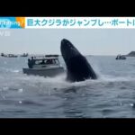 巨大クジラがジャンプ、ボートに激突　その瞬間　米(2022年7月26日)