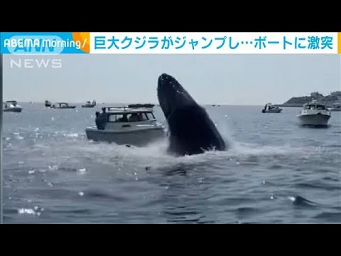 巨大クジラがジャンプ、ボートに激突　その瞬間　米(2022年7月26日)