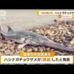 “淡水魚の王”ハシナガチョウザメ「絶滅」　中国(2022年7月26日)