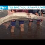 淡水魚の王「ハシナガチョウザメ」絶滅　中国・長江(2022年7月26日)