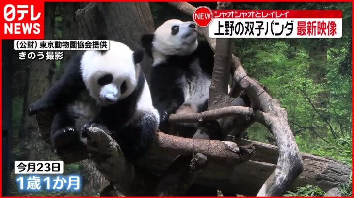 【双子パンダ】奥歯が永久歯に生え替わり開始 上野動物園