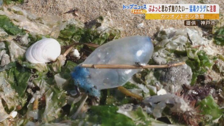 【猛毒クラゲ】『ぷよっとキレイ』でも絶対触らないで！関西でも「カツオノエボシ」が増加中（2022年7月26日）