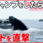 【ホエールウオッチング中に…】ジャンプしたクジラがボートを直撃 アメリカ