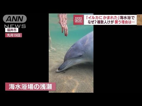 「イルカに噛まれた」海水浴で被害続出　現れても近寄るのはキケン(2022年7月26日)