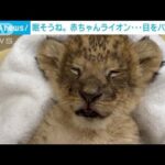 ライオンの赤ちゃんがコックリ…百獣の王も睡魔には勝てない！？(2022年7月27日)