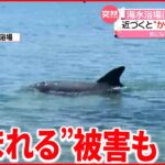 【イルカ】海水浴場に現れる…かまれる被害も 福井市