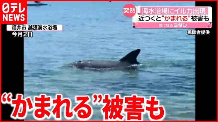 【イルカ】海水浴場に現れる…かまれる被害も 福井市