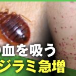 【トコジラミ】”人の血を吸う”虫が夏に急増！複数箇所刺し家庭用殺虫剤も効果なく駆除が困難…対処法を専門家に聞く