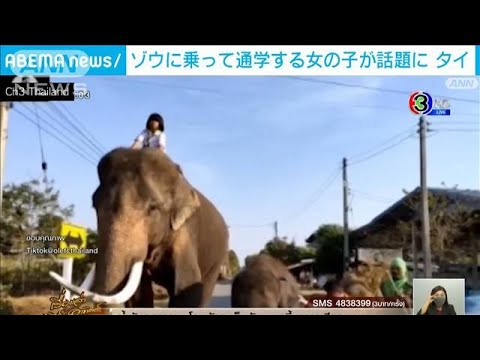 鼻を使って背中へ　大きなゾウに乗って通学する女の子　タイ(2022年7月29日)