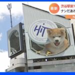 渋谷の空を見上げると…飛び出す秋田犬！あの犬にそっくり？フライングディスクも見事にキャッチ！| TBS NEWS DIG