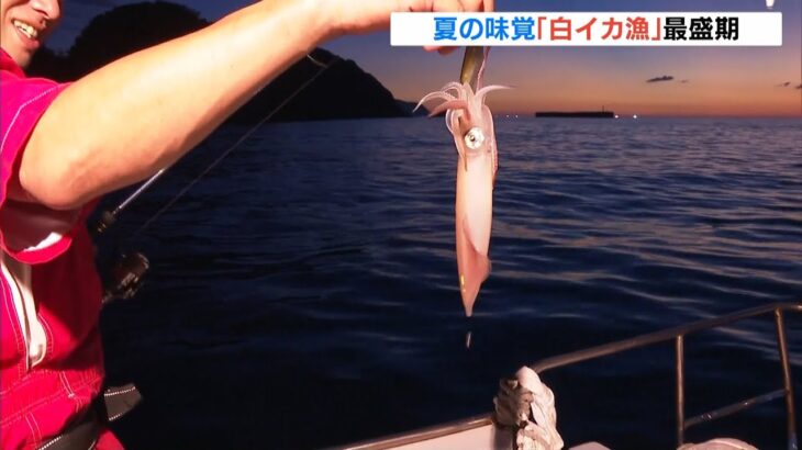 噛むほどに感じる甘み…夏の味覚「白イカ」の漁が最盛期　兵庫・香美町（2022年7月30日）