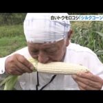 生で食べられる白いトウモロコシ「シルクコーン」の収穫が最盛期　兵庫・豊岡市（2022年7月31日）