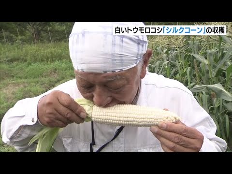 生で食べられる白いトウモロコシ「シルクコーン」の収穫が最盛期　兵庫・豊岡市（2022年7月31日）