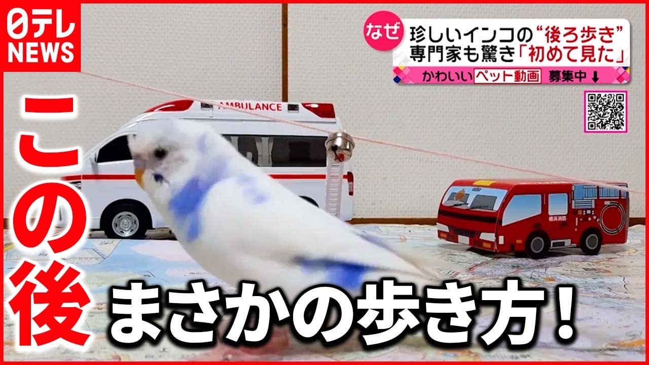 【見たことない!?】インコがまさかの“後ろ歩き”