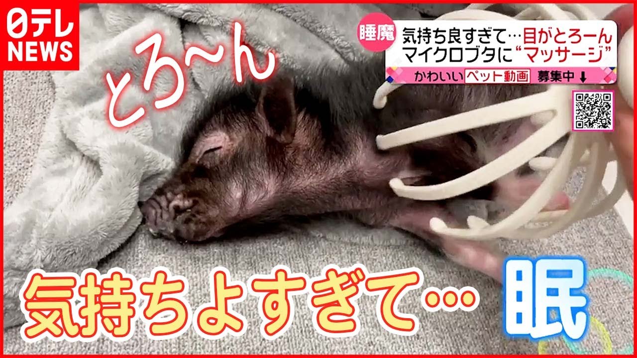 【すやすや】すぐ眠り込んじゃう…マイクロブタのトリュフちゃん