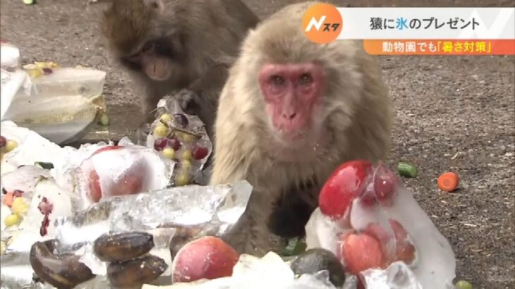 暑い！動物園では猿に氷をプレゼント　京都市の最高気温は37.4℃　8月1日も猛暑の予想（2022年7月31日）