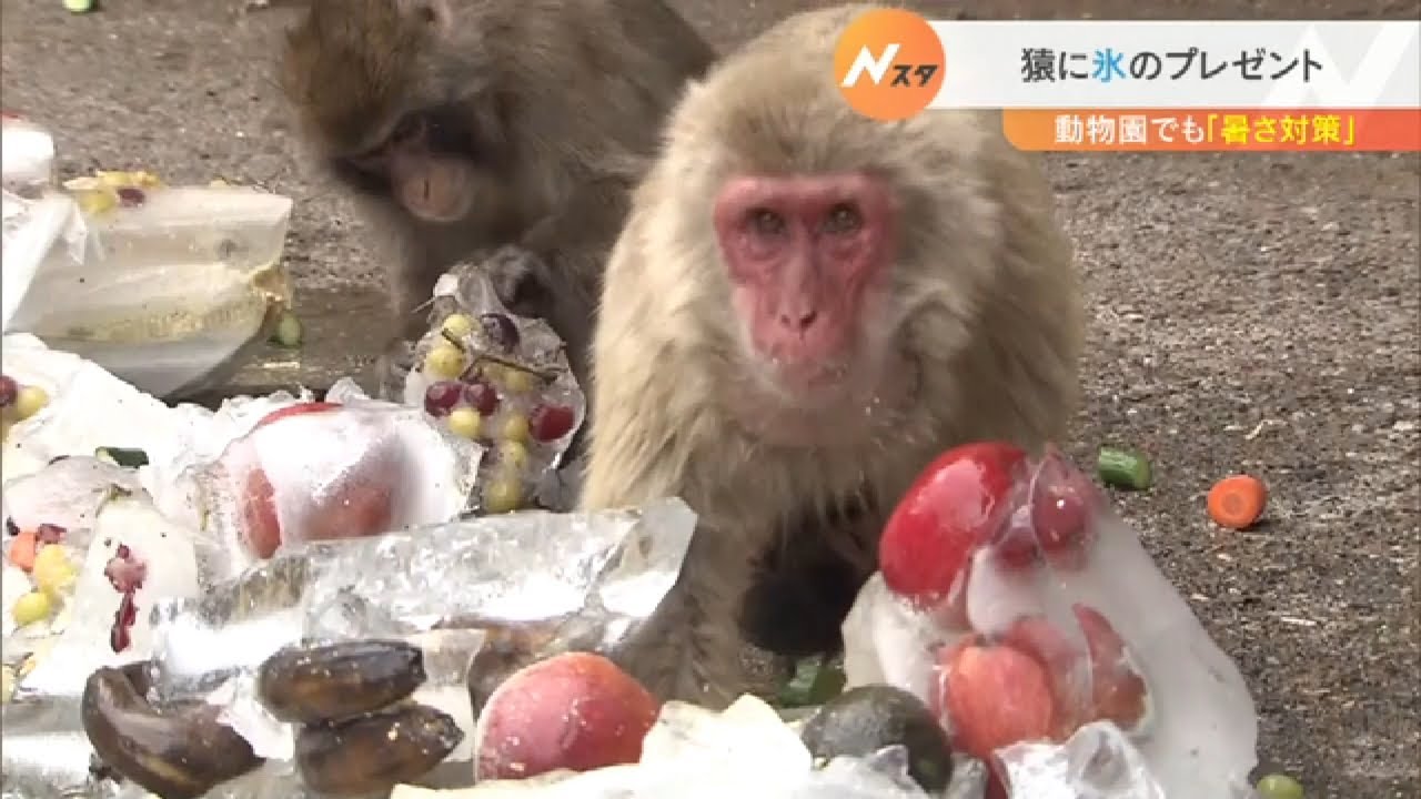 暑い！動物園では猿に氷をプレゼント　京都市の最高気温は37.4℃　8月1日も猛暑の予想（2022年7月31日）